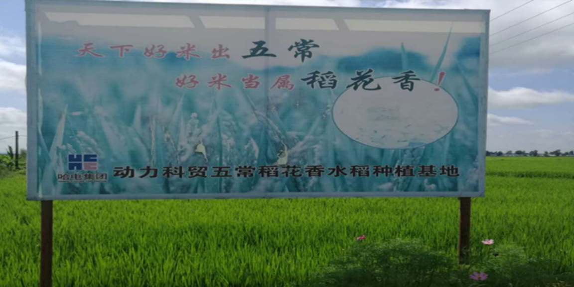 公司辟建五常水稻种植基地(图1)